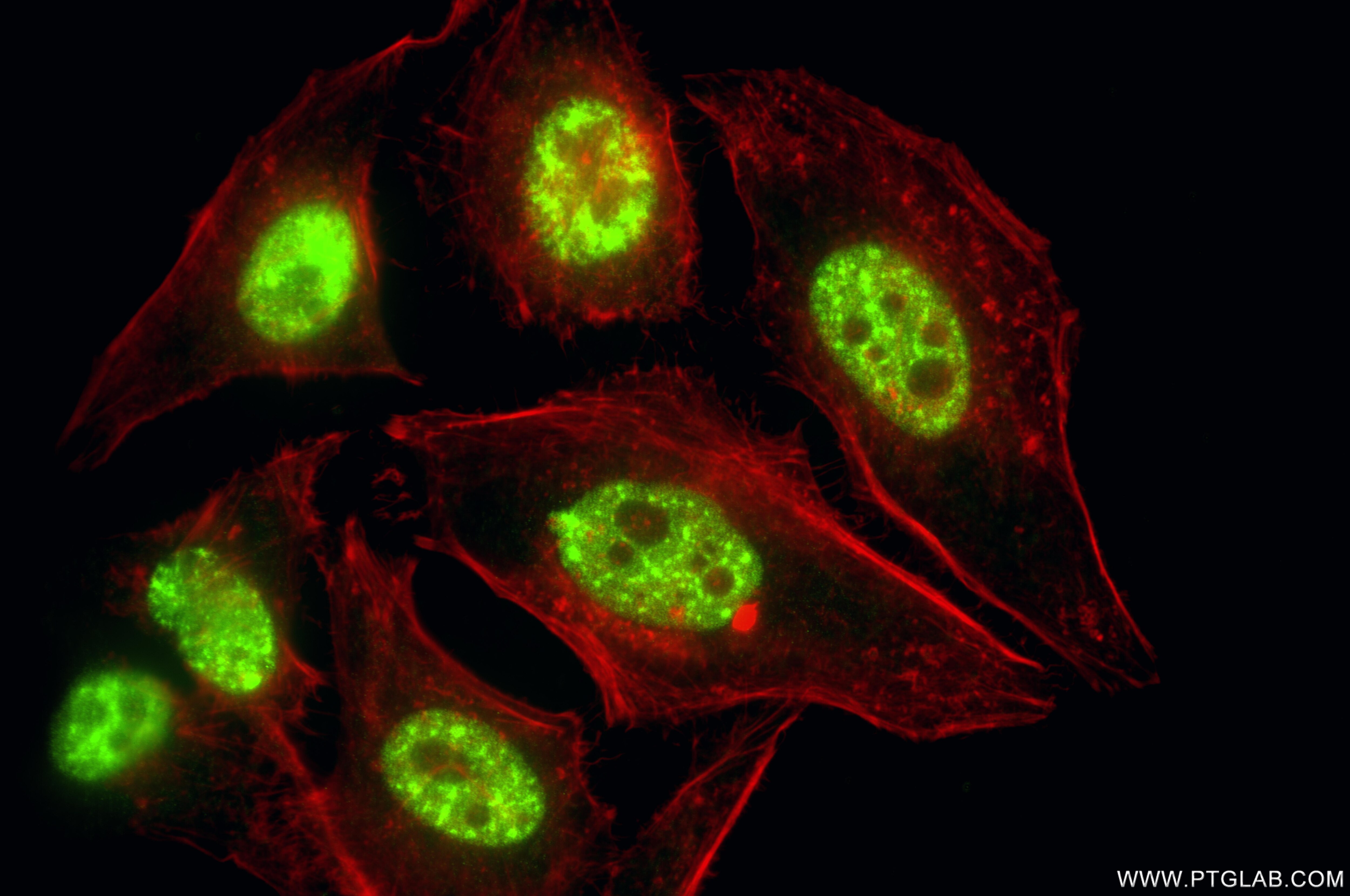 Immunofluorescence (IF) / fluorescent staining of HeLa cells using PABPN1 Recombinant monoclonal antibody (87392-1-RR)