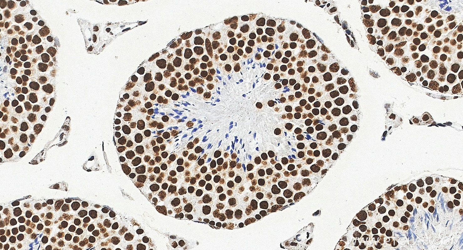 IHC staining of mouse testis using 87392-1-RR Immunohistochemistry (IHC) staining of mouse testis tissue using PABPN1 Recombinant monoclonal antibody (87392-1-RR)
