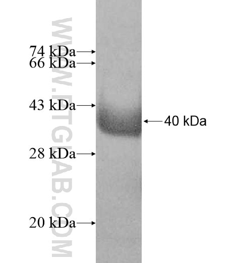 PACS1 fusion protein Ag10069 SDS-PAGE