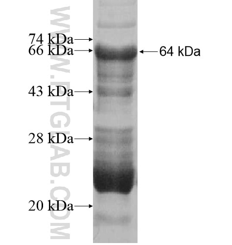 PACS1 fusion protein Ag10402 SDS-PAGE
