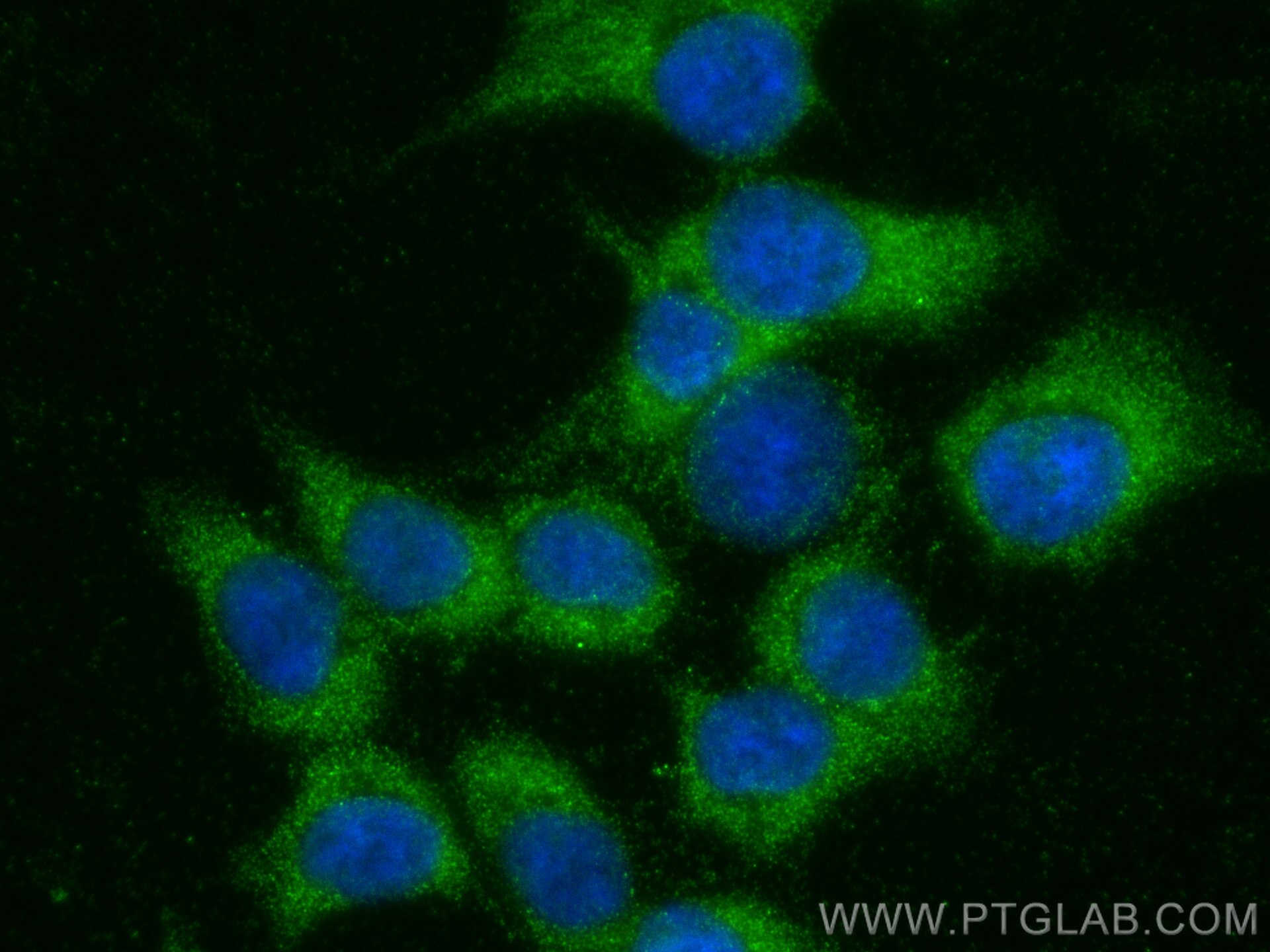 Immunofluorescence (IF) / fluorescent staining of HCT 116 cells using PACS2 Polyclonal antibody (30172-1-AP)