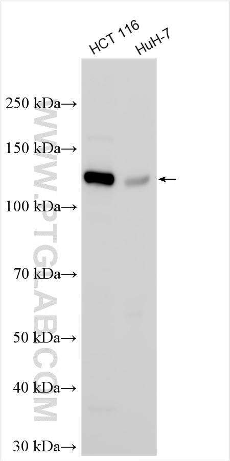 Western Blot (WB) analysis of various lysates using PACS2 Polyclonal antibody (30172-1-AP)