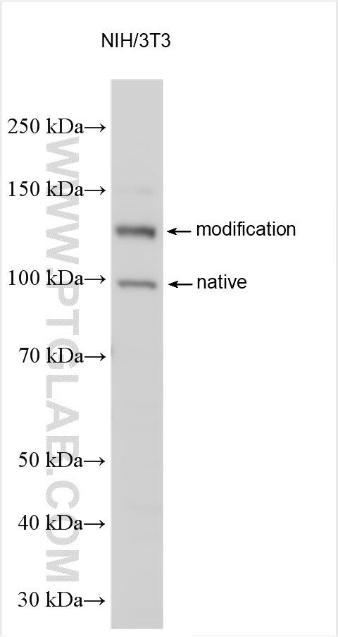 Western Blot (WB) analysis of various lysates using PACS2 Polyclonal antibody (30172-1-AP)