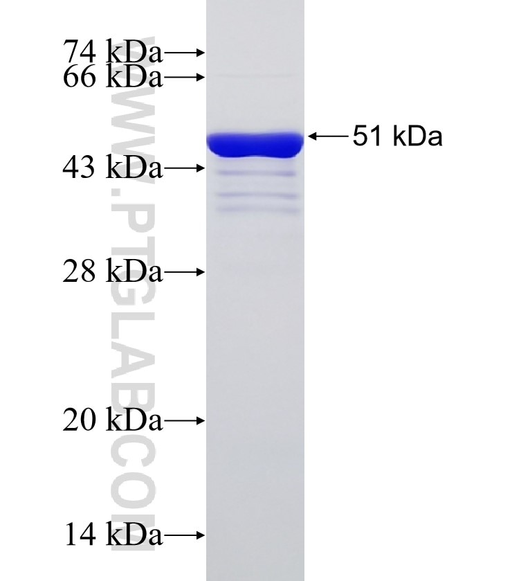PACS2 fusion protein Ag32902 SDS-PAGE