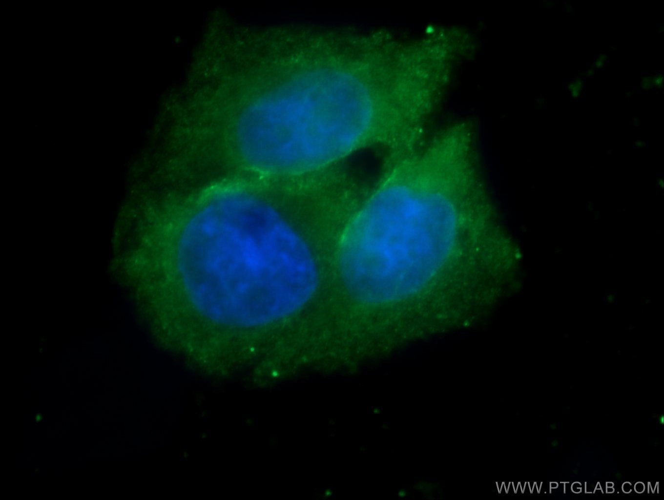 Immunofluorescence (IF) / fluorescent staining of MCF-7 cells using PACS2-Specific Polyclonal antibody (19508-1-AP)