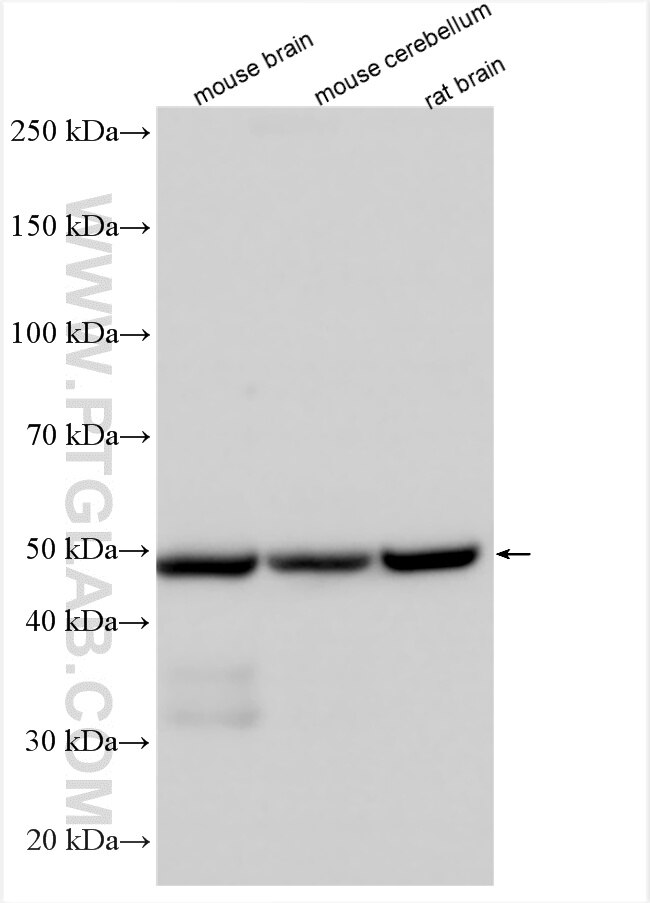 WB analysis using 13219-1-AP Western Blot (WB) analysis of various lysates using PACSIN1 Polyclonal antibody (13219-1-AP)