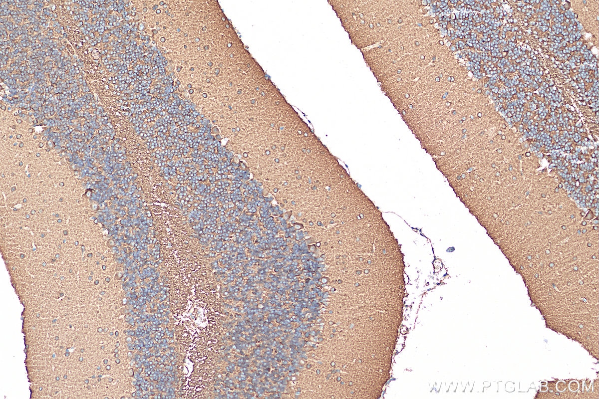 Immunohistochemistry (IHC) staining of mouse cerebellum tissue using PACSIN1 Monoclonal antibody (68115-1-Ig)