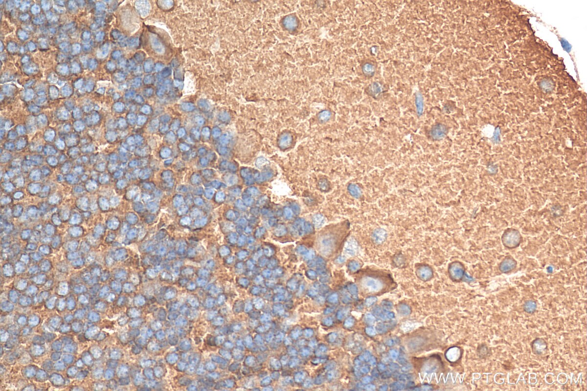 Immunohistochemistry (IHC) staining of mouse cerebellum tissue using PACSIN1 Monoclonal antibody (68115-1-Ig)