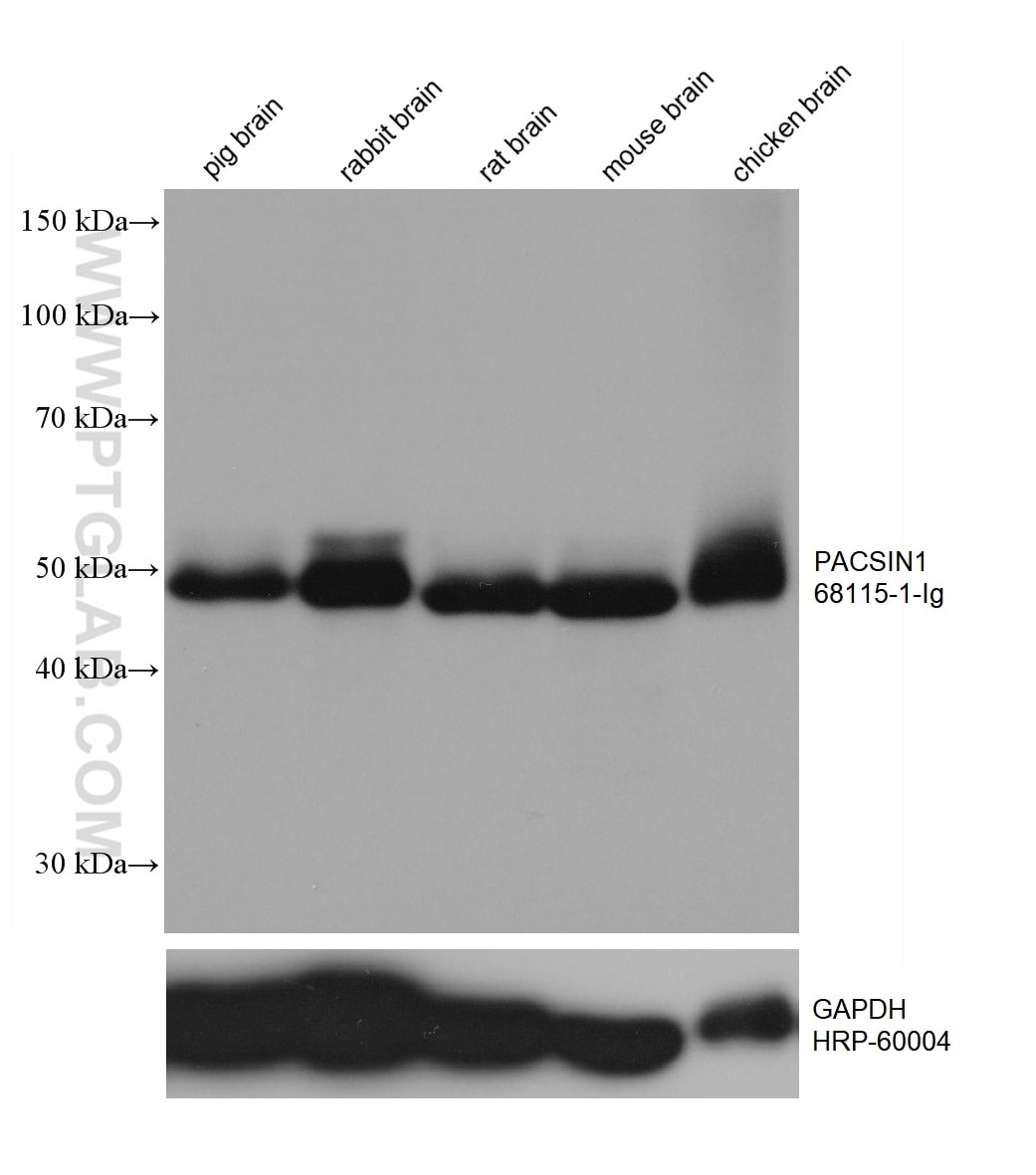 Western Blot (WB) analysis of various lysates using PACSIN1 Monoclonal antibody (68115-1-Ig)