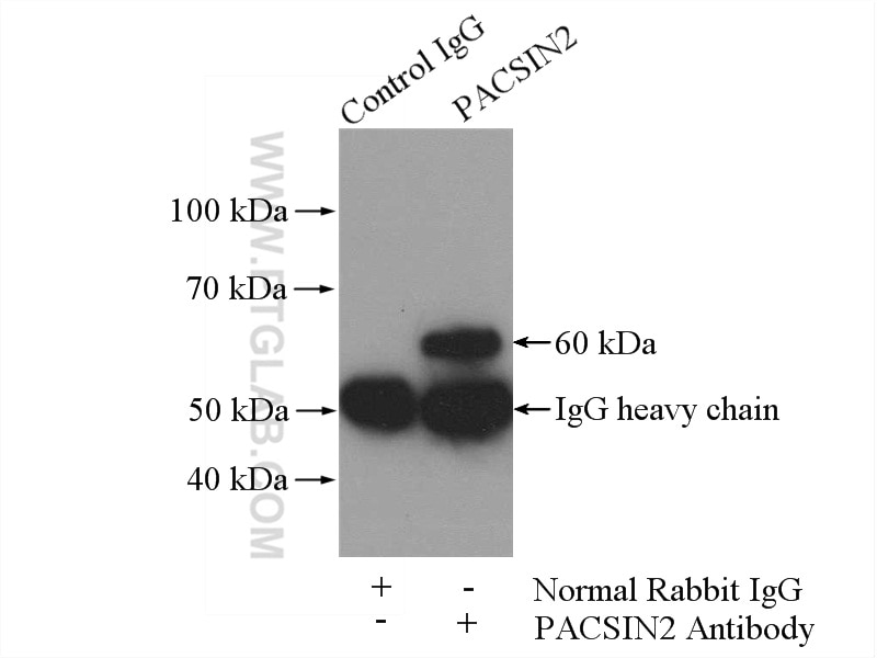 Immunoprecipitation (IP) experiment of NIH/3T3 cells using PACSIN2 Polyclonal antibody (10518-2-AP)