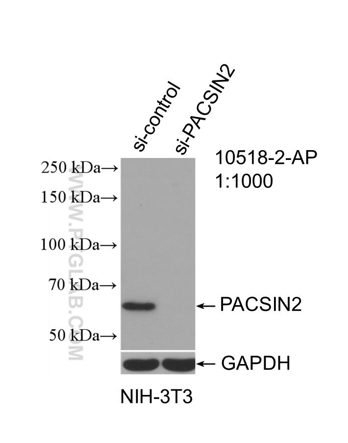 Western Blot (WB) analysis of NIH/3T3 cells using PACSIN2 Polyclonal antibody (10518-2-AP)