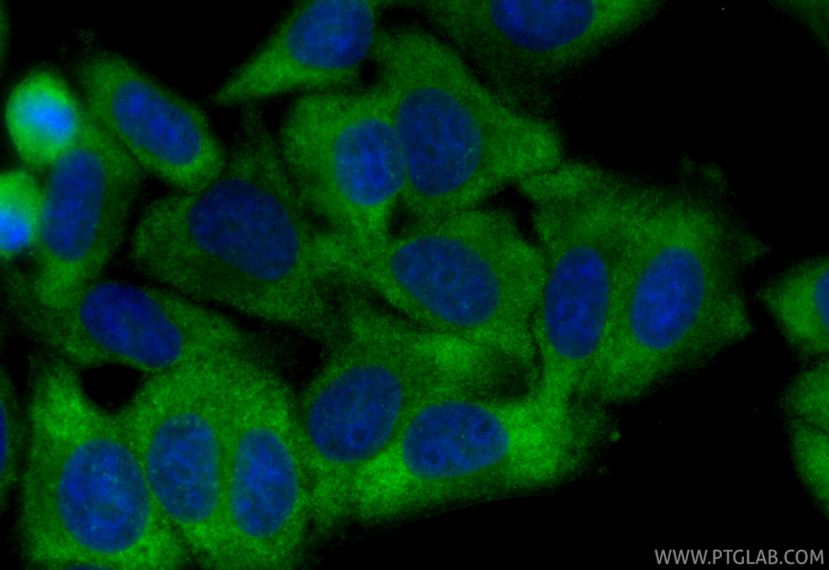 Immunofluorescence (IF) / fluorescent staining of HepG2 cells using CoraLite® Plus 488-conjugated PACSIN2 Recombinant  (CL488-84763-4)