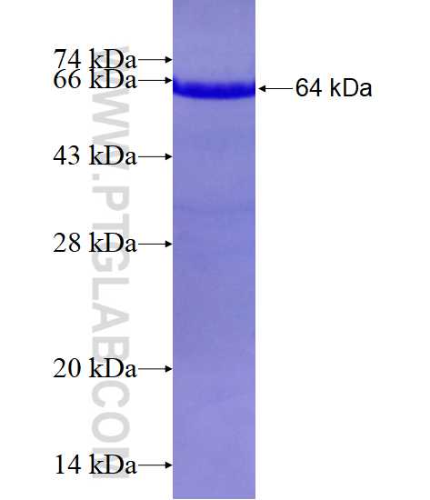 PACSIN2 fusion protein Ag0809 SDS-PAGE