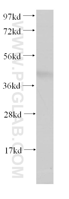 Western Blot (WB) analysis of mouse heart tissue using PACSIN3 Polyclonal antibody (10639-1-AP)