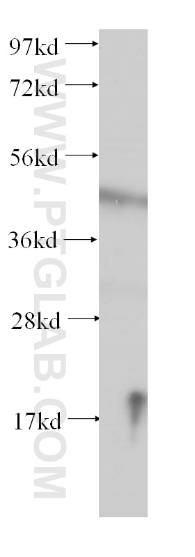 Western Blot (WB) analysis of mouse skeletal muscle tissue using PACSIN3 Polyclonal antibody (10639-1-AP)