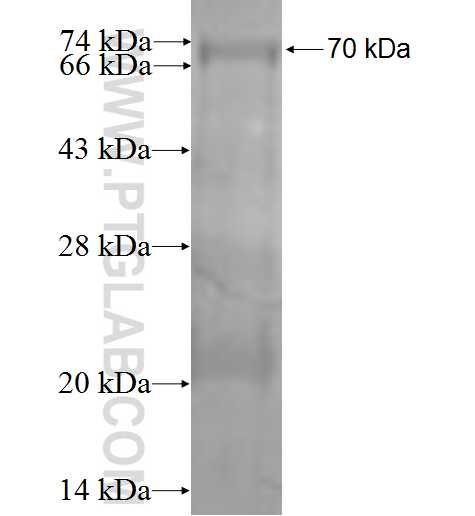 PACSIN3 fusion protein Ag1006 SDS-PAGE