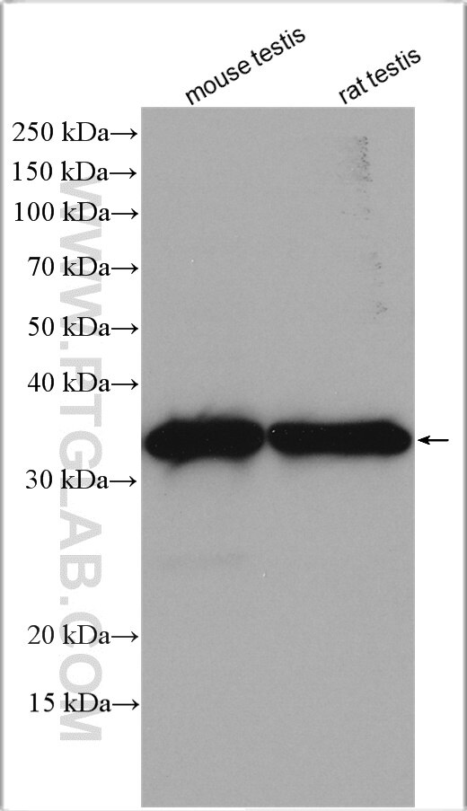 Western Blot (WB) analysis of various lysates using PACT Polyclonal antibody (28636-1-AP)