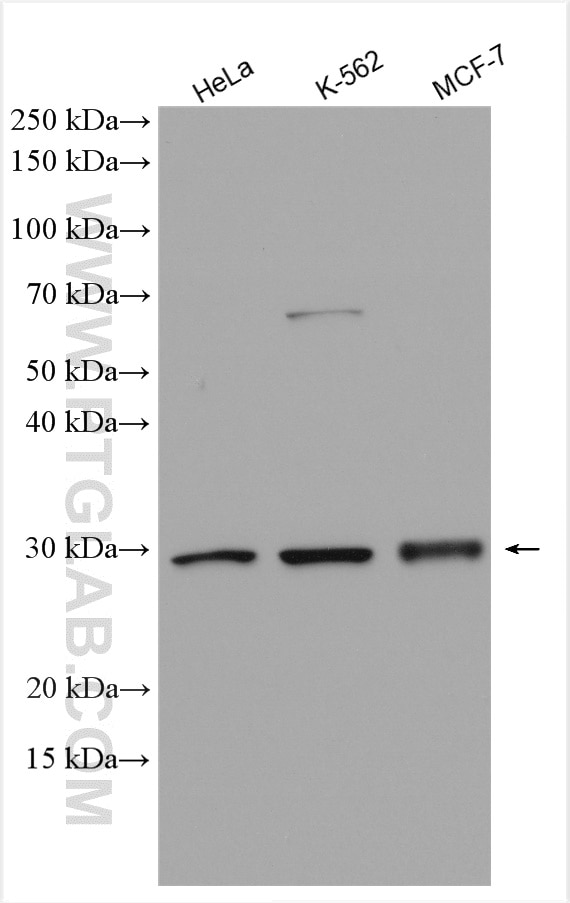 Western Blot (WB) analysis of various lysates using PACT Polyclonal antibody (28636-1-AP)