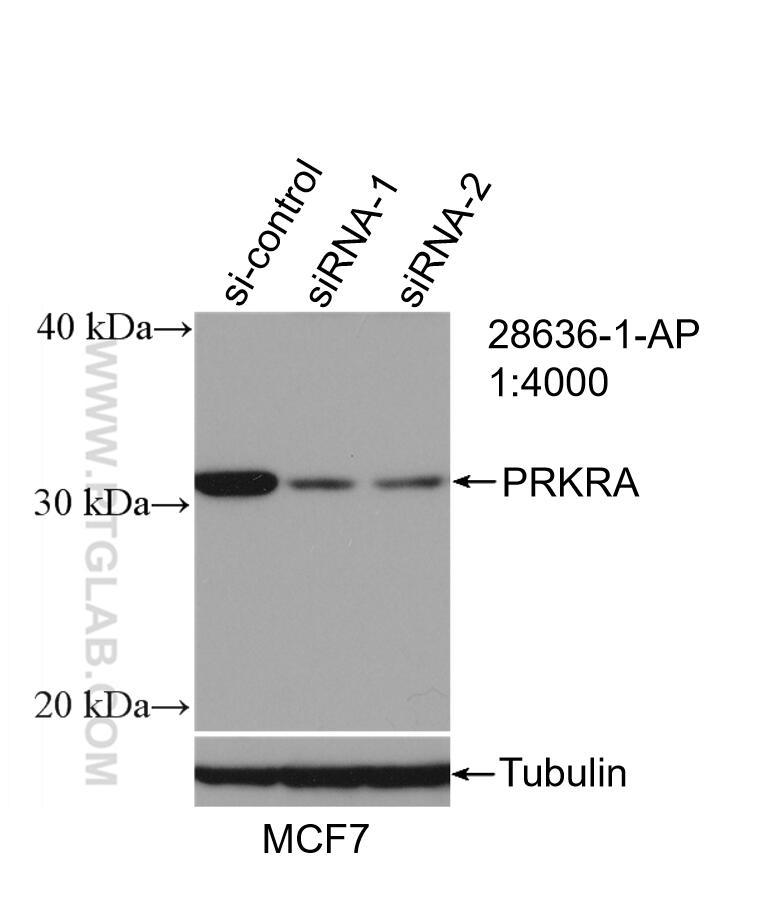 Western Blot (WB) analysis of MCF-7 cells using PACT Polyclonal antibody (28636-1-AP)