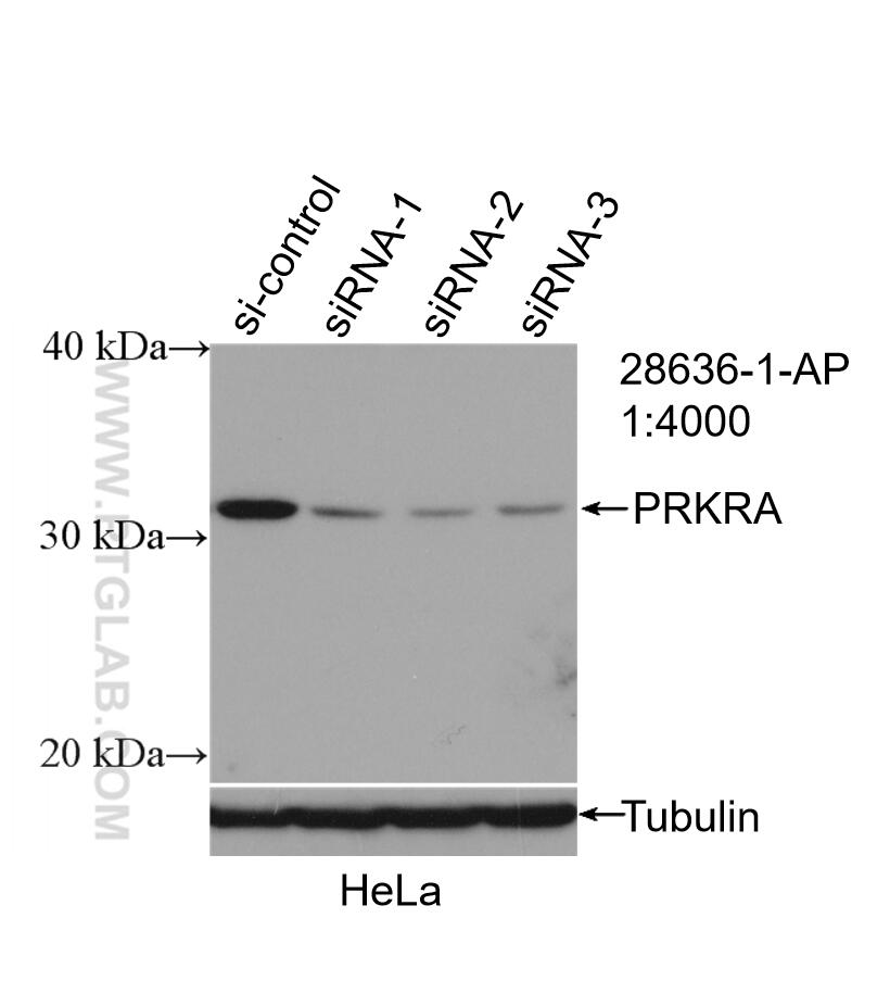 Western Blot (WB) analysis of HeLa cells using PACT Polyclonal antibody (28636-1-AP)