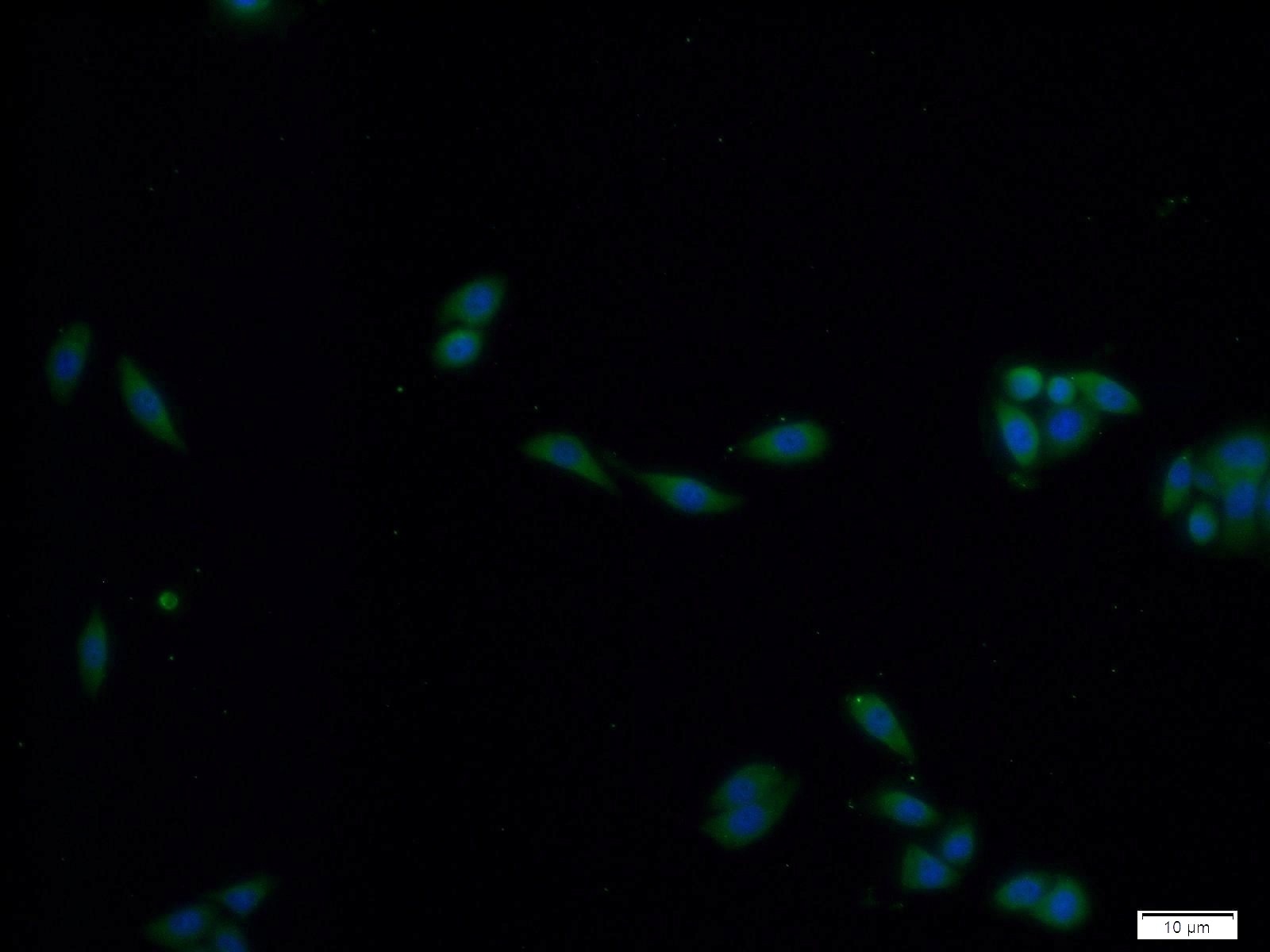 Immunofluorescence (IF) / fluorescent staining of HeLa cells using PADI2 Polyclonal antibody (12110-1-AP)