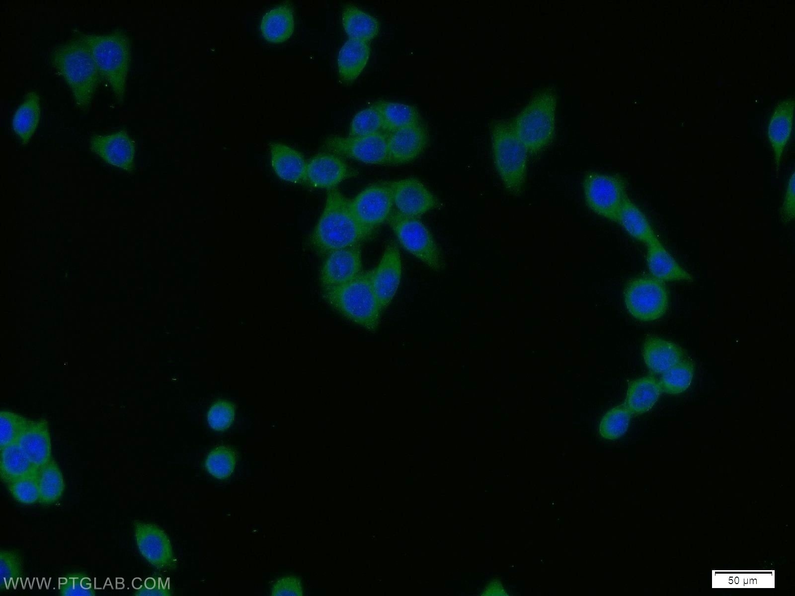Immunofluorescence (IF) / fluorescent staining of BxPC-3 cells using PADI2 Polyclonal antibody (12110-1-AP)