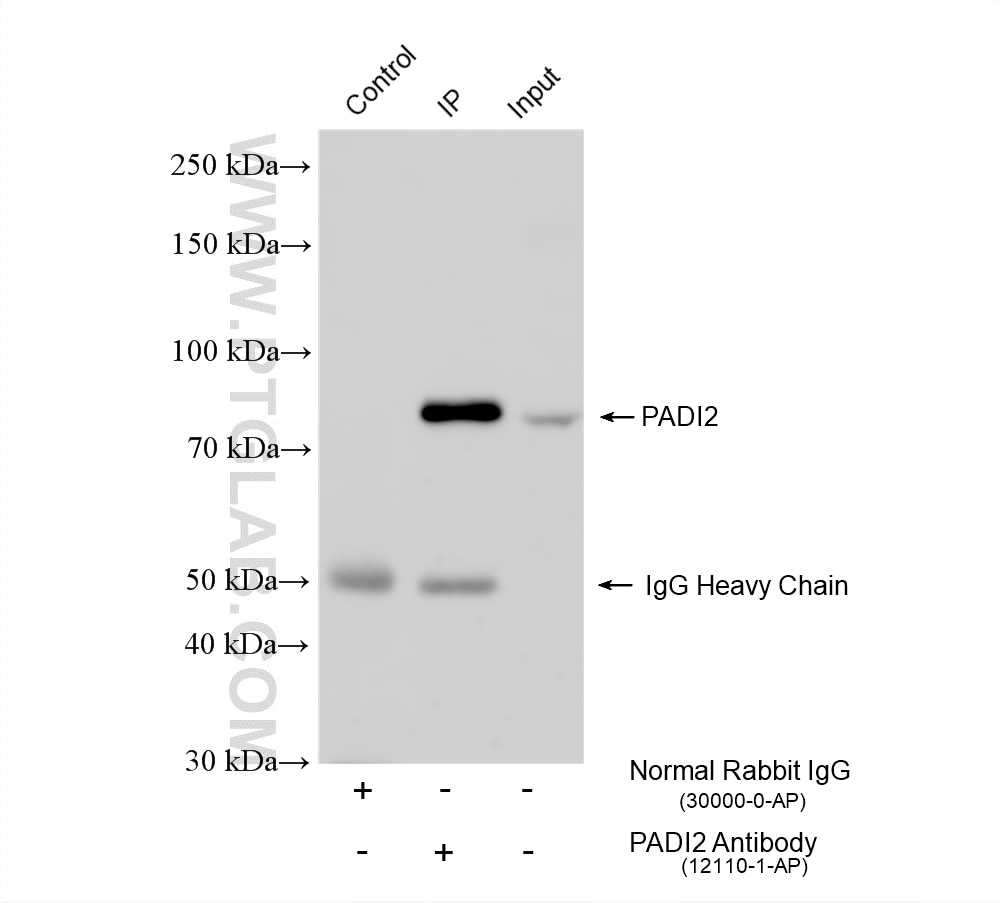Immunoprecipitation (IP) experiment of mouse brain tissue using PADI2 Polyclonal antibody (12110-1-AP)