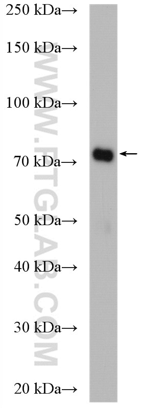 Western Blot (WB) analysis of MCF-7 cells using PADI2 Polyclonal antibody (12110-1-AP)