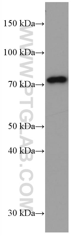 Western Blot (WB) analysis of pig brain tissue using PADI2 Monoclonal antibody (66386-1-Ig)