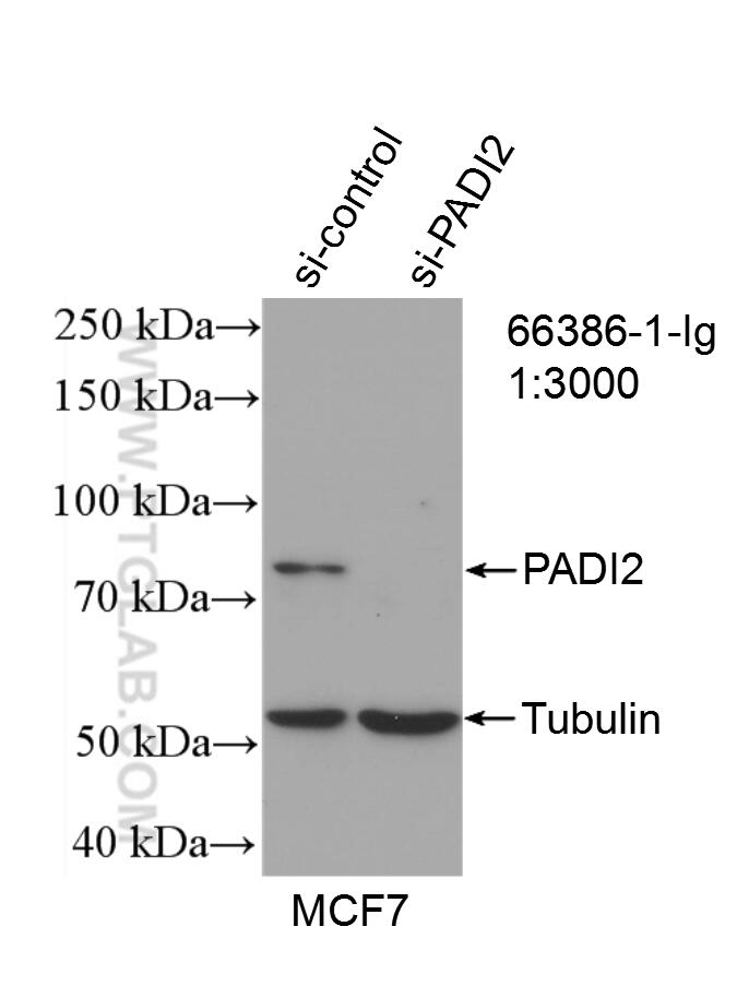 Western Blot (WB) analysis of MCF-7 cells using PADI2 Monoclonal antibody (66386-1-Ig)