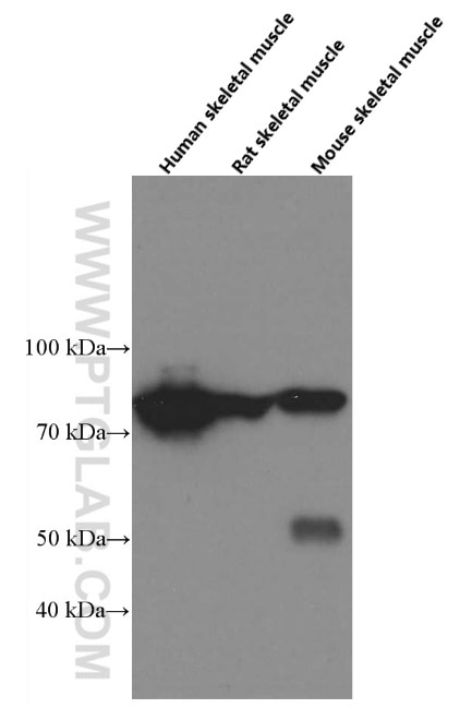 Western Blot (WB) analysis of human skeletal muscle tissue using PADI2 Monoclonal antibody (66386-1-Ig)