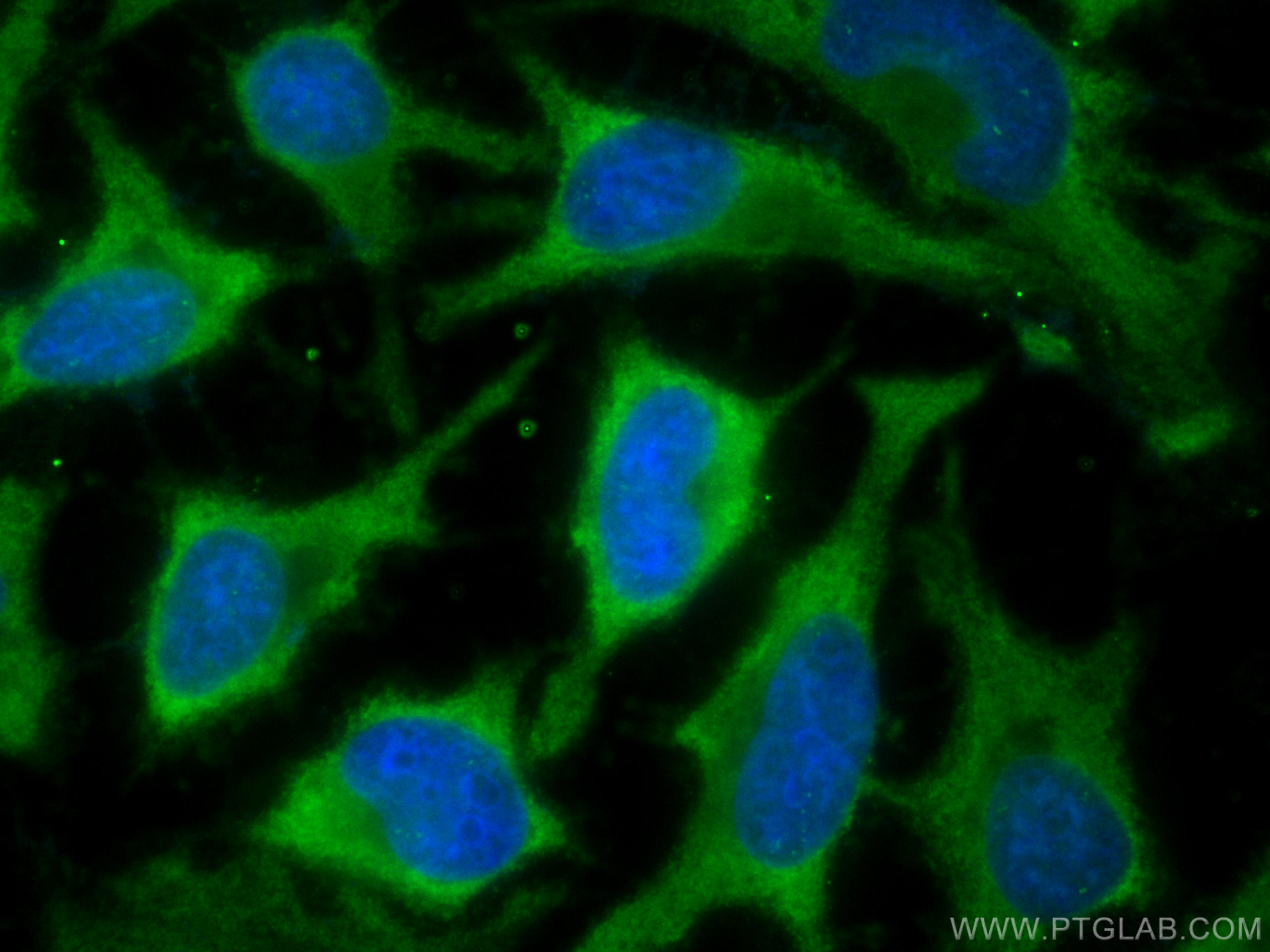 Immunofluorescence (IF) / fluorescent staining of HeLa cells using CoraLite® Plus 488-conjugated PADI2 Monoclonal ant (CL488-66386)