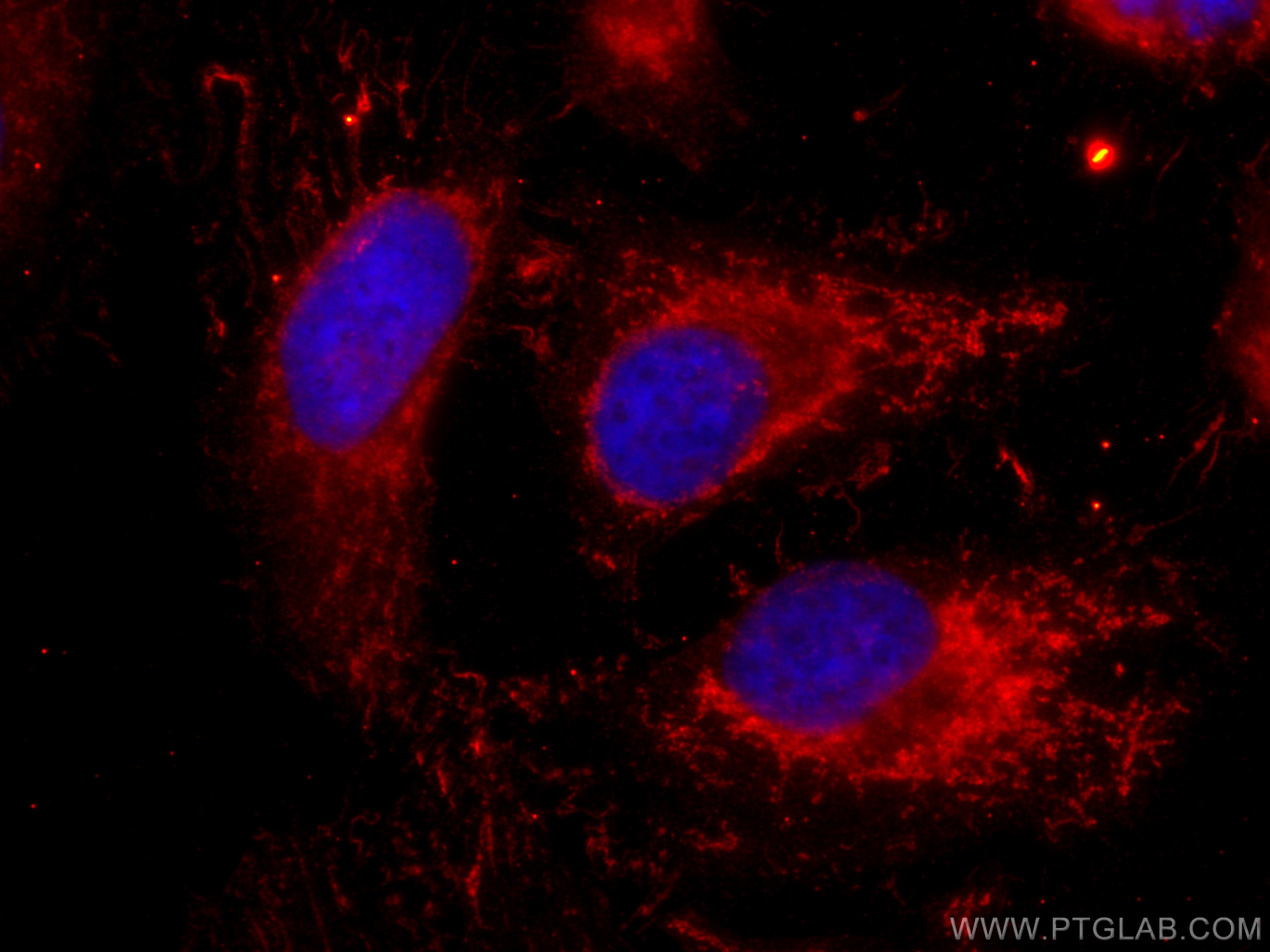 Immunofluorescence (IF) / fluorescent staining of HeLa cells using CoraLite®594-conjugated PADI2 Monoclonal antibody (CL594-66386)