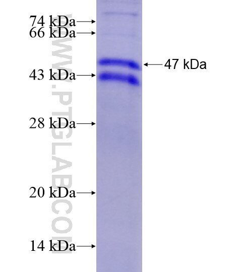 PADI2 fusion protein Ag29042 SDS-PAGE