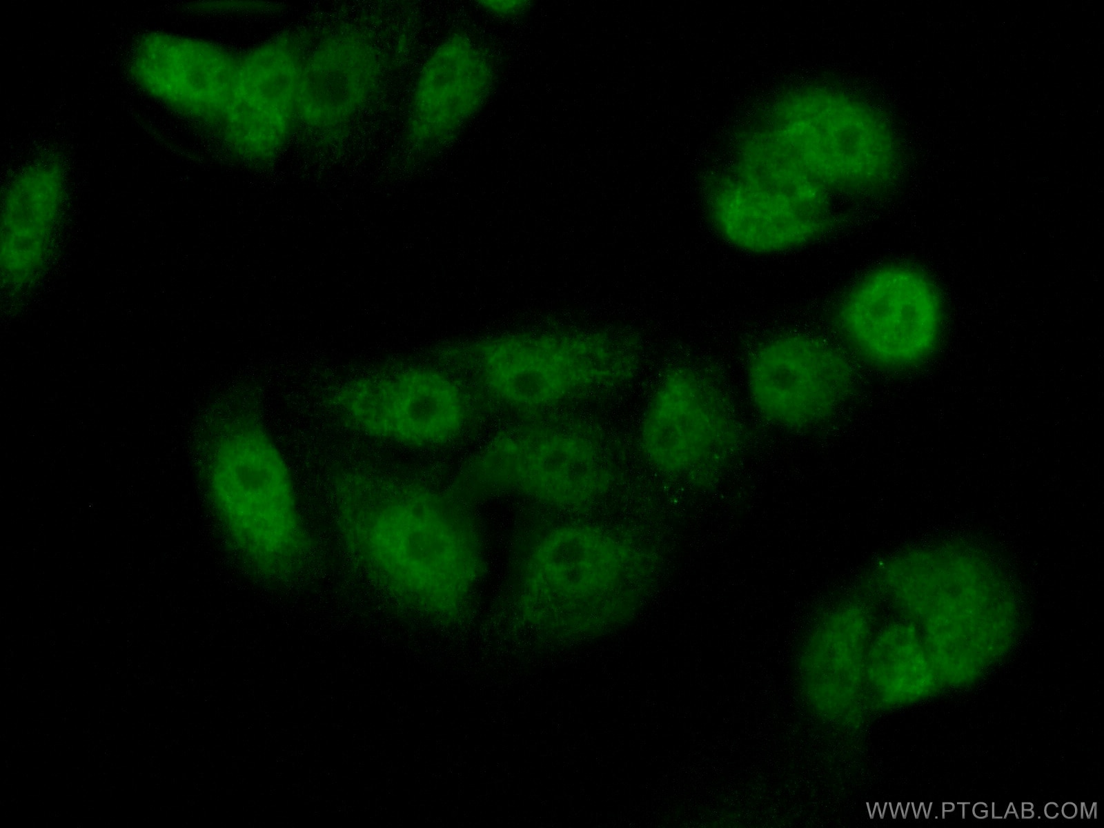 Immunofluorescence (IF) / fluorescent staining of A549 cells using PADI4 Polyclonal antibody (17373-1-AP)