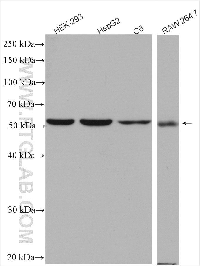 Western Blot (WB) analysis of various lysates using PADI4 Polyclonal antibody (17373-1-AP)