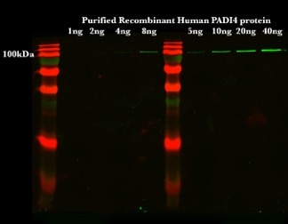 Western Blot (WB) analysis of Purified protein using PADI4 Polyclonal antibody (17373-1-AP)