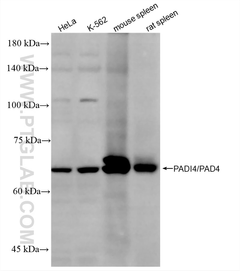 WB analysis using 86419-1-RR Western Blot (WB) analysis of various lysates using PADI4 Recombinant monoclonal antibody (86419-1-RR)