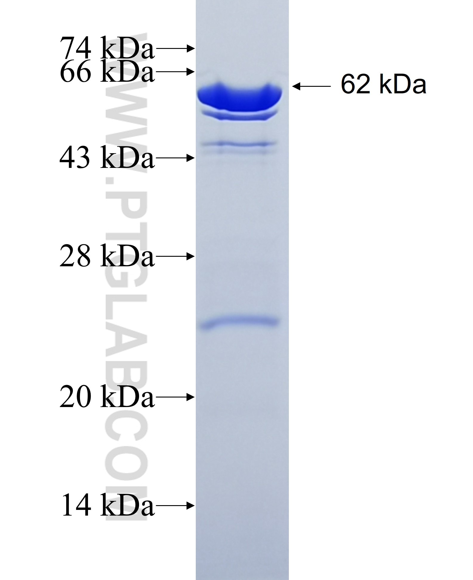 PADI4 fusion protein Ag11068 SDS-PAGE