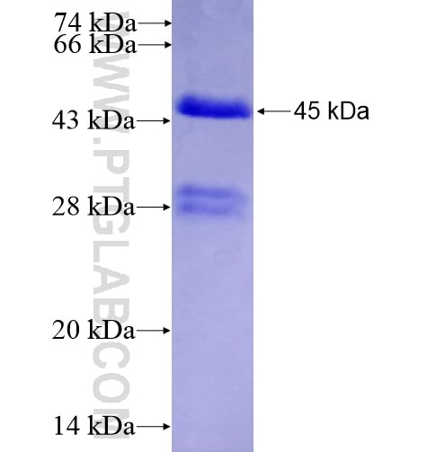 PADI4 fusion protein Ag11339 SDS-PAGE