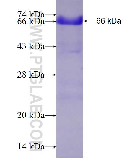 PAF1 fusion protein Ag7212 SDS-PAGE