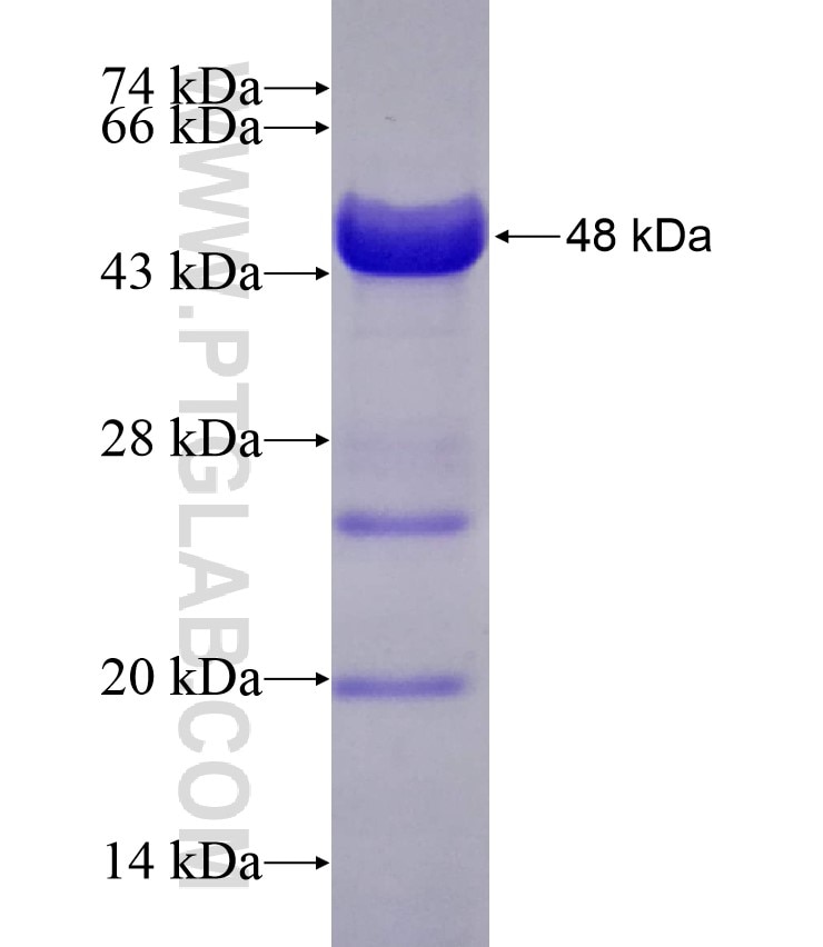 PAF1 fusion protein Ag7215 SDS-PAGE