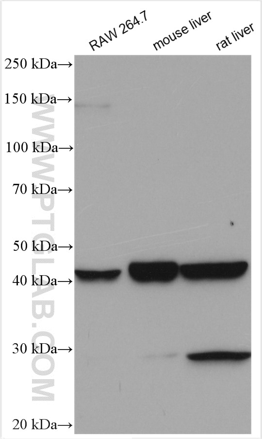 Western Blot (WB) analysis of various lysates using PAFAH Polyclonal antibody (29304-1-AP)