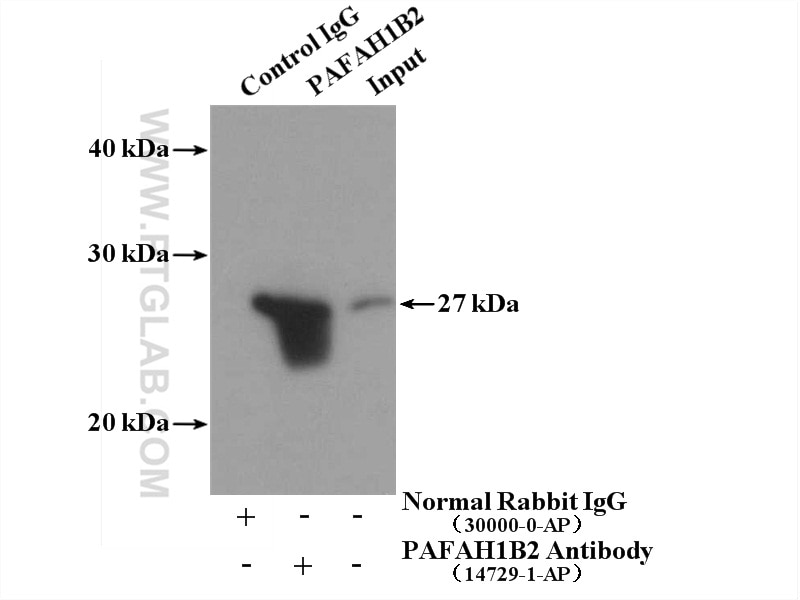 Immunoprecipitation (IP) experiment of mouse testis tissue using PAFAH1B2 Polyclonal antibody (14729-1-AP)
