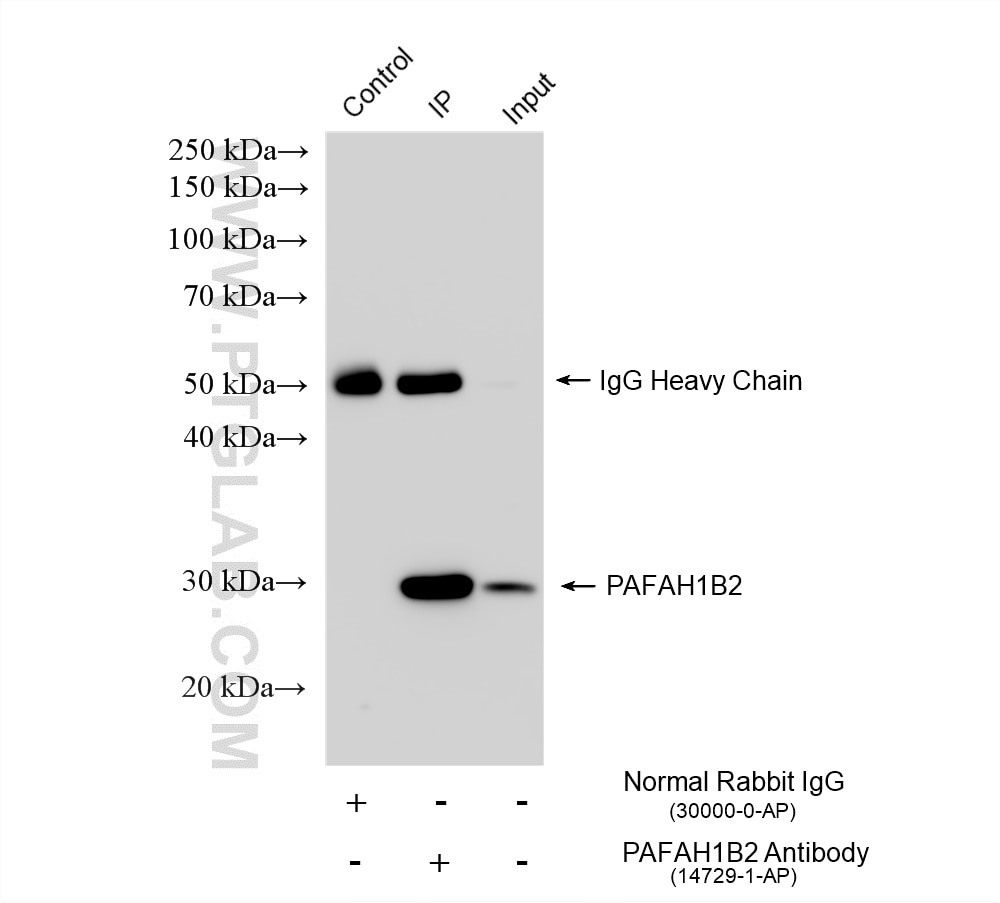 Immunoprecipitation (IP) experiment of mouse testis tissue using PAFAH1B2 Polyclonal antibody (14729-1-AP)