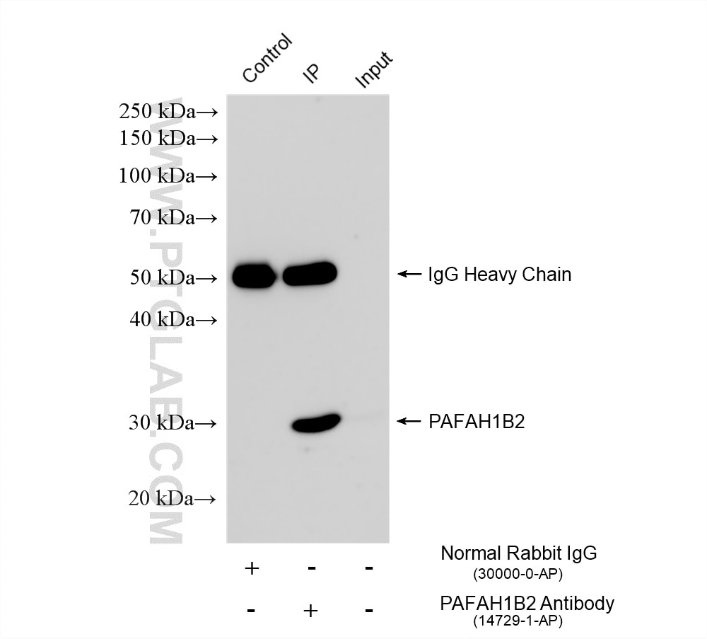 Immunoprecipitation (IP) experiment of mouse small intestine tissue using PAFAH1B2 Polyclonal antibody (14729-1-AP)