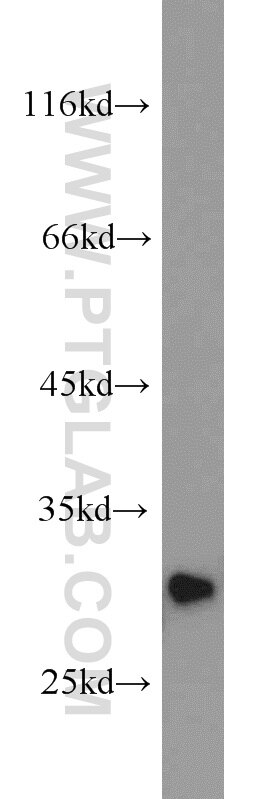 Western Blot (WB) analysis of human testis tissue using PAFAH1B2 Polyclonal antibody (14729-1-AP)