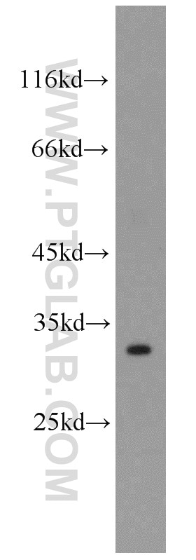Western Blot (WB) analysis of mouse small intestine tissue using PAFAH1B2 Polyclonal antibody (14729-1-AP)