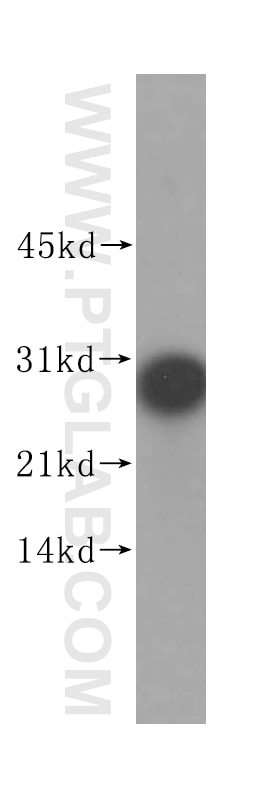 Western Blot (WB) analysis of human testis tissue using PAFAH1B2 Polyclonal antibody (14729-1-AP)