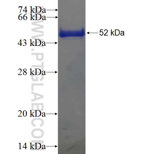 PAFAH1B2 fusion protein Ag6489 SDS-PAGE